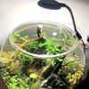Aquarium USB Kleine Klemme Leuchte Mini LED Beleuchtung Hohe Helligkeit Aquarium Wasserpflanzen Licht Zusatzlicht Transparente Klemme