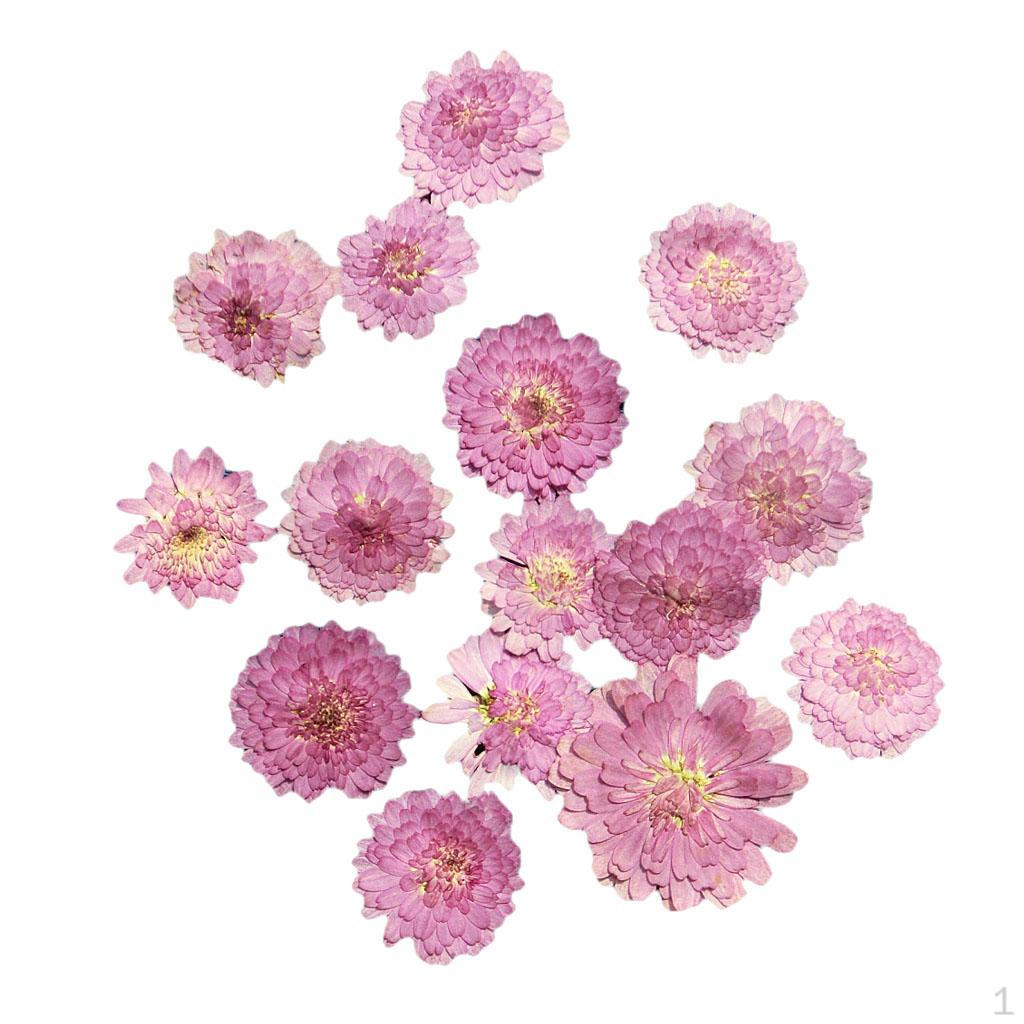 0pcs Pressed Natural Dried Flowers Real Leaves For crafts Material 02