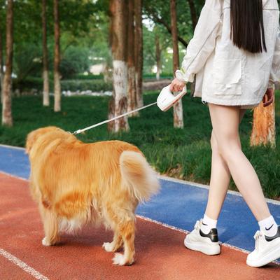 Cani – Collari e guinzagli per cani