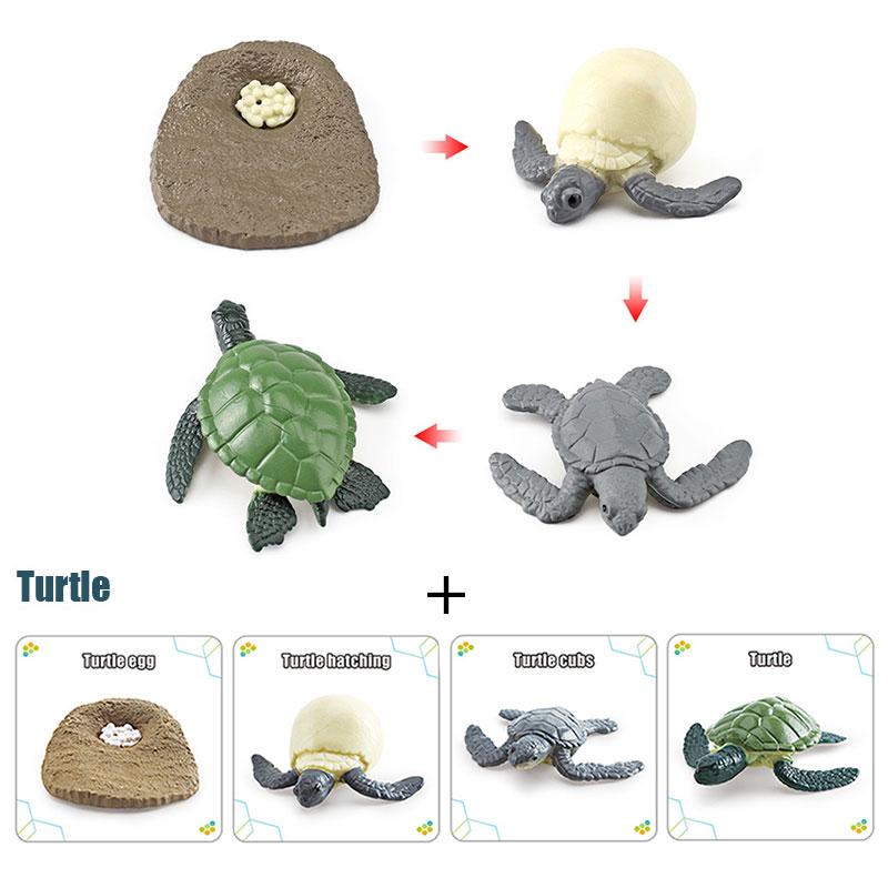 Toys Model Educational Simulated Animal Card Set Insect Plant Growth Cycle Cognitive Montessori Parish Home Open Learning Kids