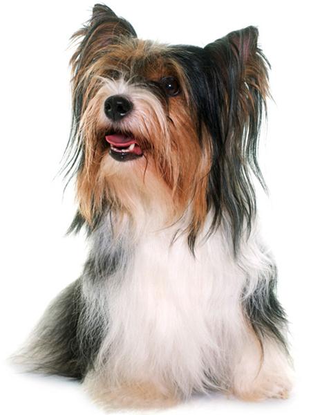 Diamentowe Malowanie Pies Zwierzę Diament Haft Yorkshire Terrier Mozaika Dekoracja Malowanie Diamentami