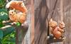 Outdoor Garden Decor: Creative Resin Squirrel Ornaments for Courtyard and Kindergarten.