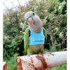 Bird Flight Harness Vest, Parrot Flight Suit with Leash for Parakeets Cockatiels Conures Budgies, Bird Flying Clothes with Rope and Handle for