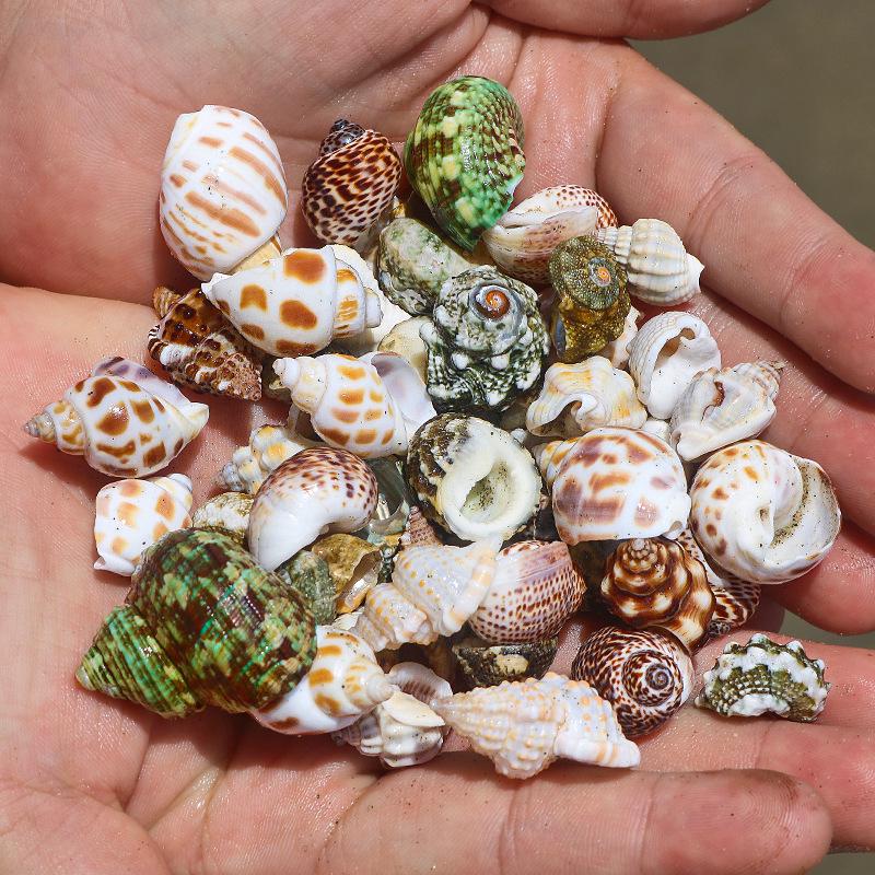 Handmade Natural Seashell Conch & Starfish Frame for DIY Fish Tank or Landscaping