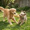 Cartoon Pet Molar Toy Bite-resistant Latex Squeaky Dog Toy Pet Interactive Toys  Puppy Teething