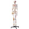 Human Skeleton Model for Anatomy, 71.65" Life Size, Accurate PVC Anatomy Skeleton Model with Ligaments, Movable Arms, Legs & Jaw, with Muscle Origin &