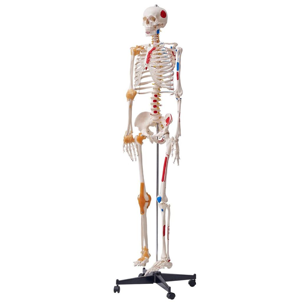 Human Skeleton Model for Anatomy, 71.65" Life Size, Accurate PVC Anatomy Skeleton Model with Ligaments, Movable Arms, Legs & Jaw, with Muscle Origin &