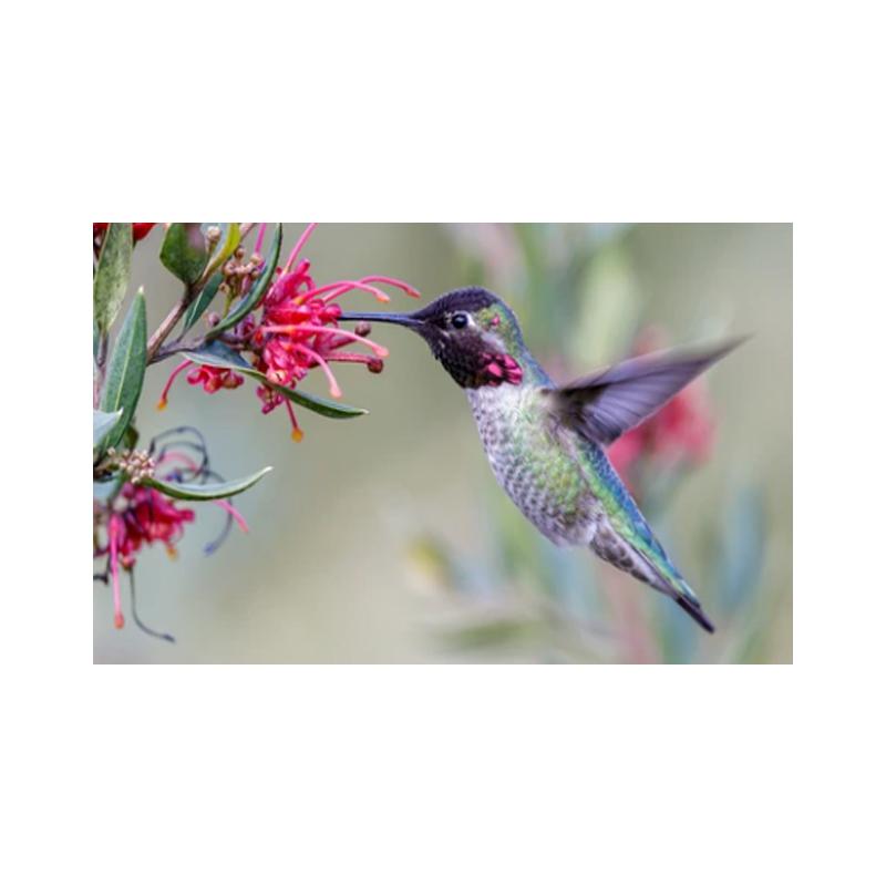 Posters and Prints with Hummingbird, Canvas Painting, Birds, Animals, Cuadros, Wall Art Paintings for the Living Room, Modern Home Decor,