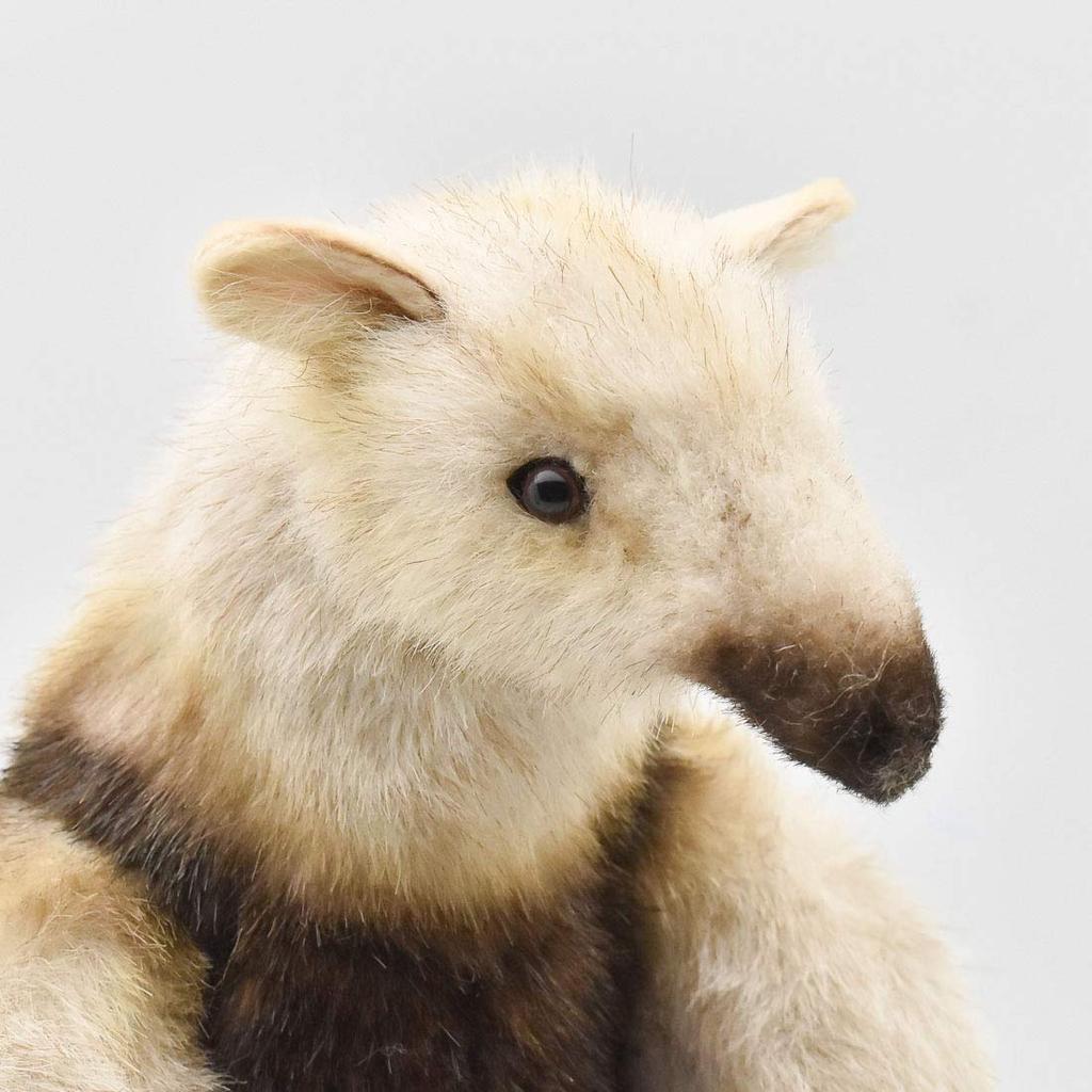 BH8137 HANSA Koalikui 32