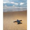 Graham Eaton Leatherback Turtle Hatchling Print