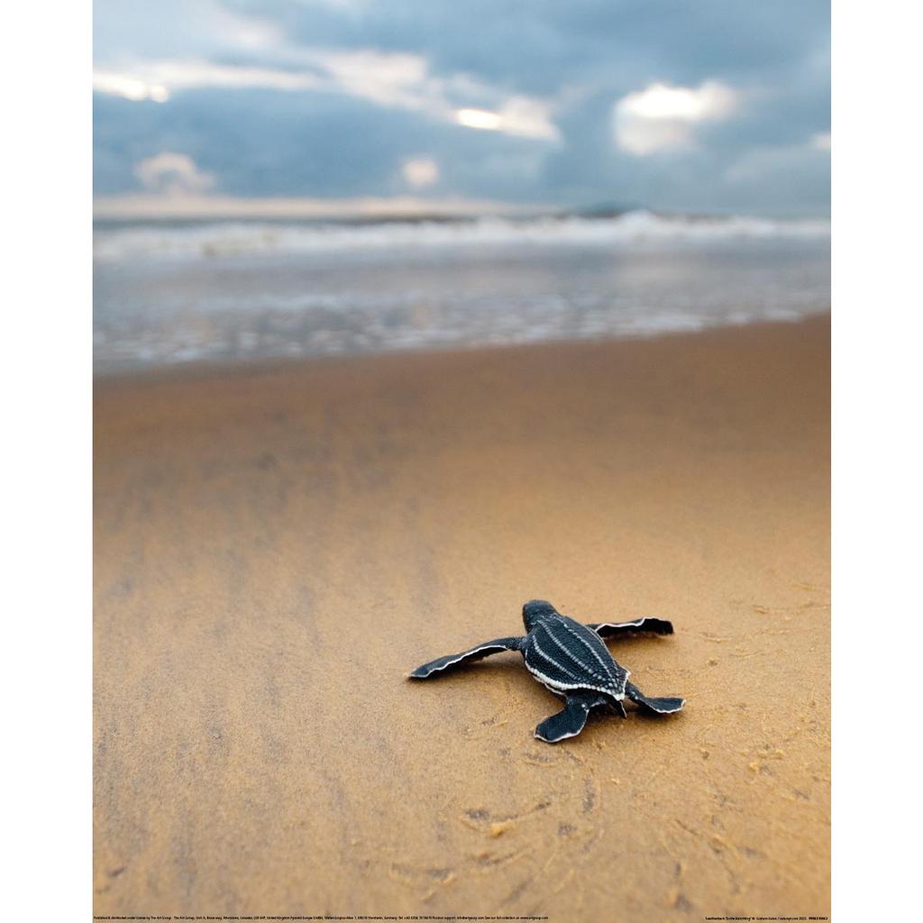 Graham Eaton Leatherback Turtle Hatchling Print