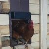 Automatic Chicken Coop Door Anti Pinch Electric Metal Intelligent Timer Opening Closing for Farm Management Tool Farm