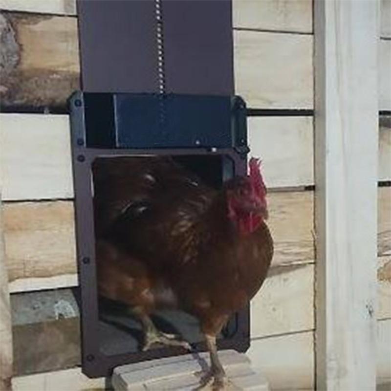 Automatic Chicken Coop Door Anti Pinch Electric Metal Intelligent Timer Opening Closing for Farm Management Tool Farm