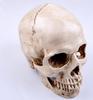 (Little Swallow) LtSw Life-Size Realistic Skull Educational Material Costume Horror Accessory Prank Interior
