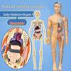 Children's 3D Human Body Skeleton & Organ Anatomy Educational Model 