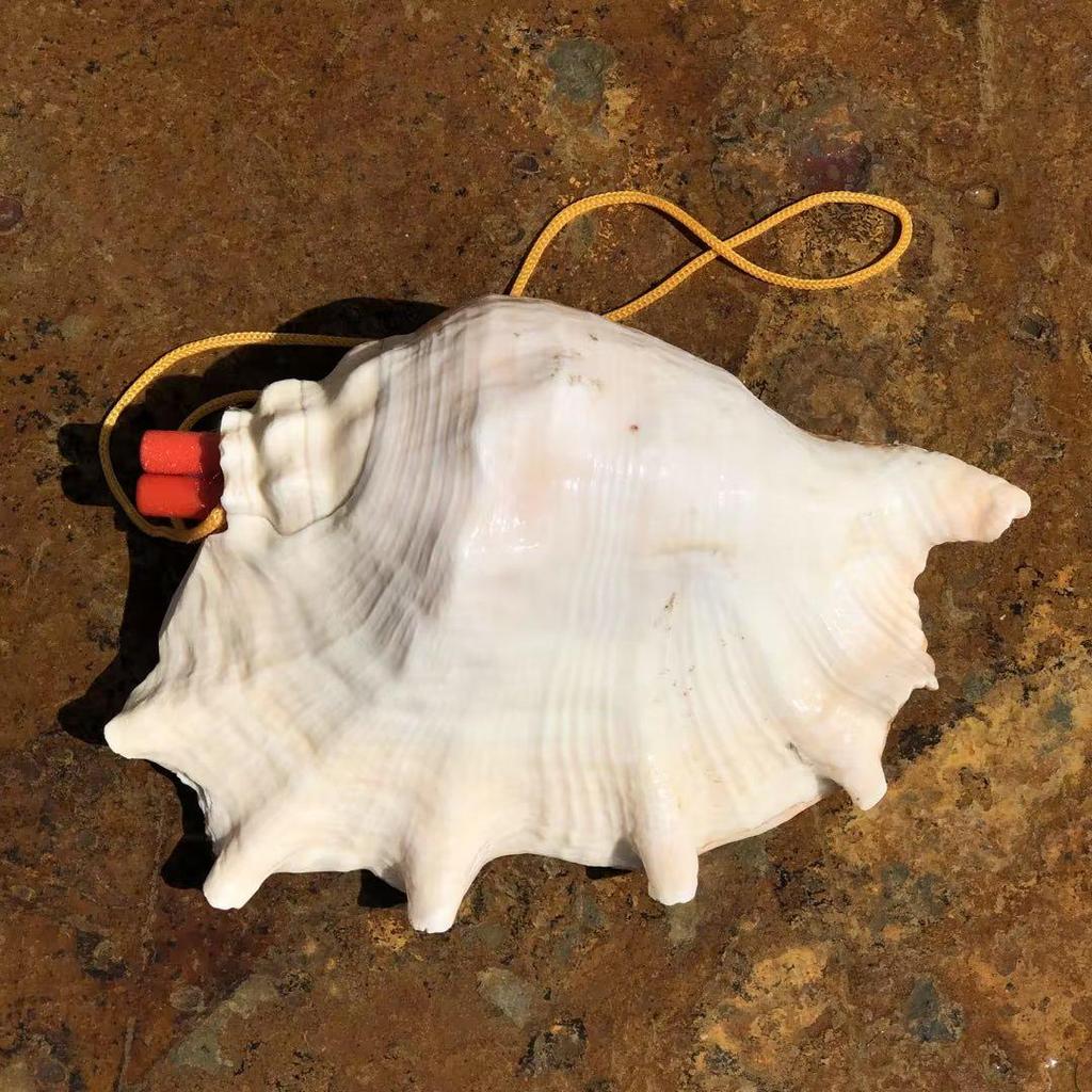 Street Stall Conch Shell Whistles & Toys: Creative Souvenirs