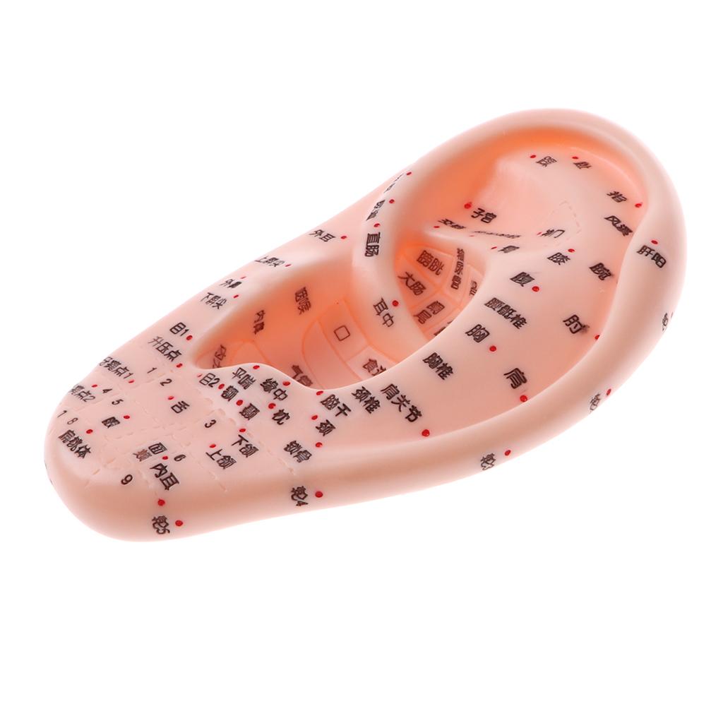 Professional Human Ear Model with Acupoint Traditional Learning Tool