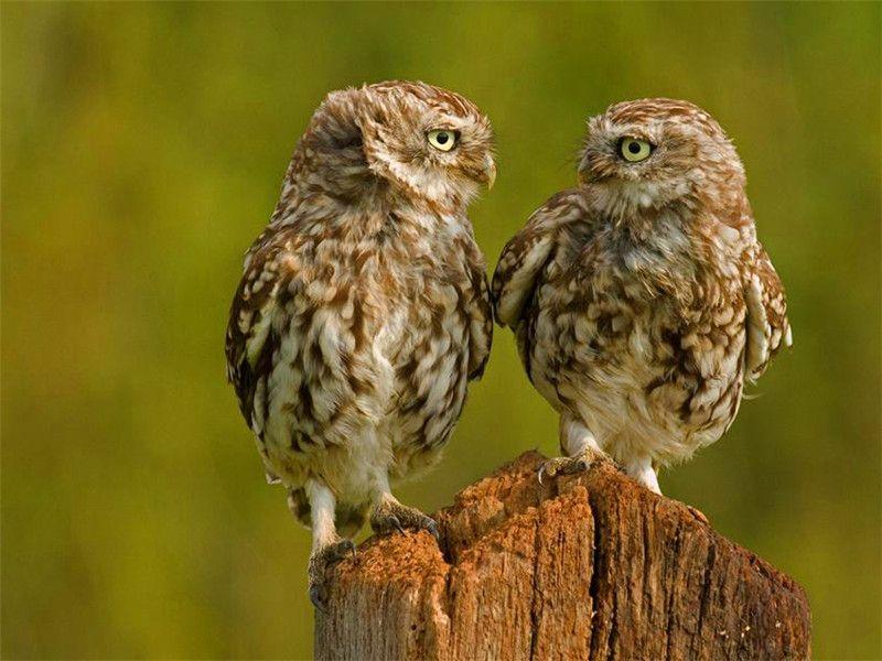 

Ruopoty краска по номерам Сова настенное искусство уникальный подарок ручная роспись картина по номерам животное декор для детской комнаты 40x50cm NO Frame