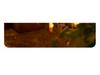 Solar LED Outdoor Star String Lights - Waterproof Patio Garden & Tree Fairy Lights