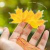Leaf Inspired Sticker Waterproof Adhesive PET Sticker for Journal Notebook Phone Scrapbooking Decoration Supplies