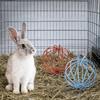 Round Rabbit Grass Feeder Wear-resistant Hay Feeder Ball Suspending Feeder  For Small Pets