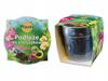Orchideeëngrond met Pot Set