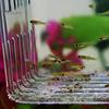 Akryl Transparent Dobbeltlags Aquarium Fish Breeding Isolation Box Incubator