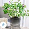 Lightweight Automatic Hydrating Sustaining Plant Container Planter Flower Pot With Vibrant Color Option for Indoor Plant