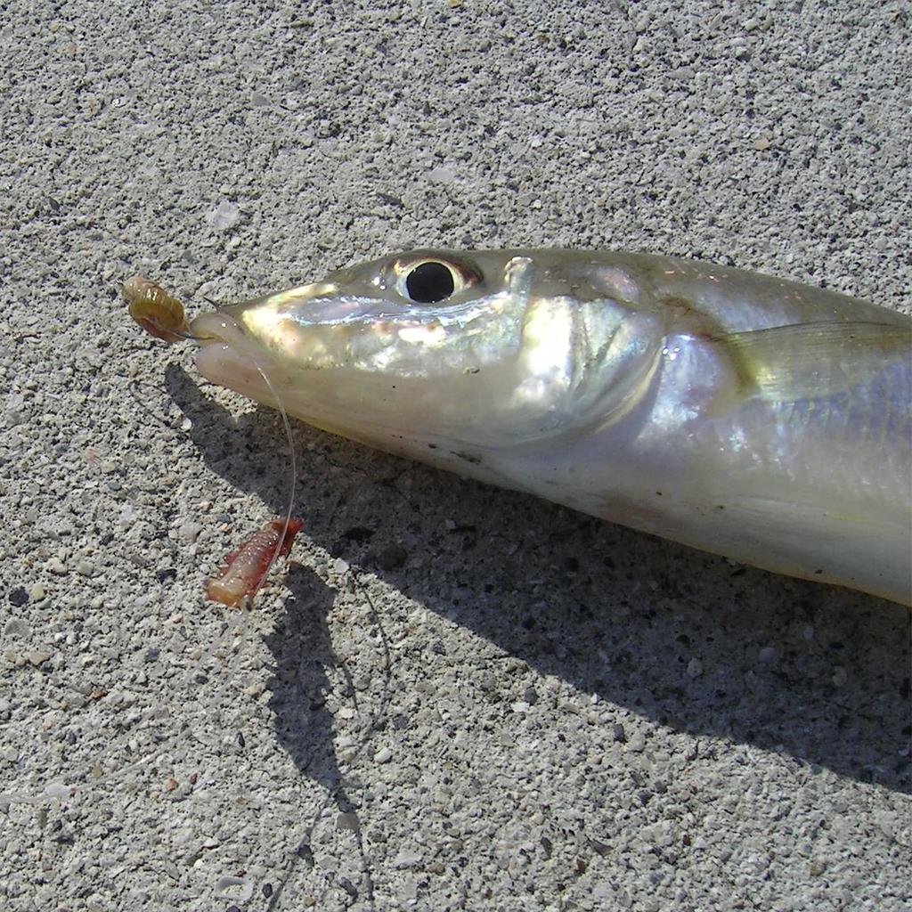 Hayabusa Light Shot Standing Balance Smash 5-2