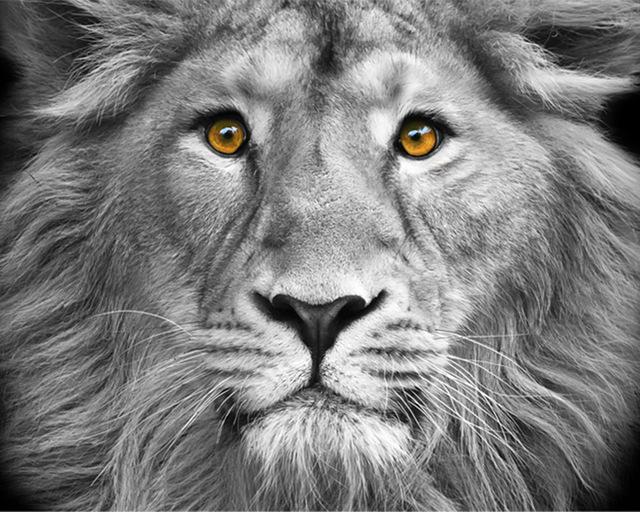 5D DIY Diamantmalerei Voll Quadrat Schwarz Weiß Tiere Diamantstickerei Löwe Tiger Mosaikbild aus Strass Dekor Geschenk