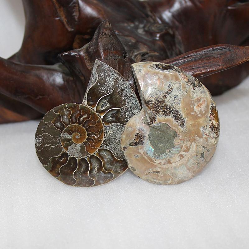 Elegant Pair Natural Ammonite Fossil Conch Specimen For Healing And Home Decor