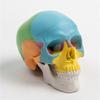 Anatomical 4D Disassembled Human Skull Model for Medicals Cardiovascular Medicals Biological Experiment Human Model