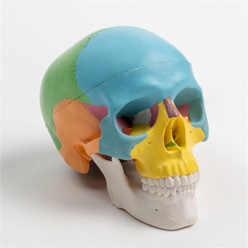 Anatomical 4D Disassembled Human Skull Model for Medicals Cardiovascular Medicals Biological Experiment Human Model