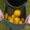 Picking Storage Bag with Adjustable Straps Orchard Picking Bag Tear-Resistant Outdoor Foraging Bag for Fruits Vegetables