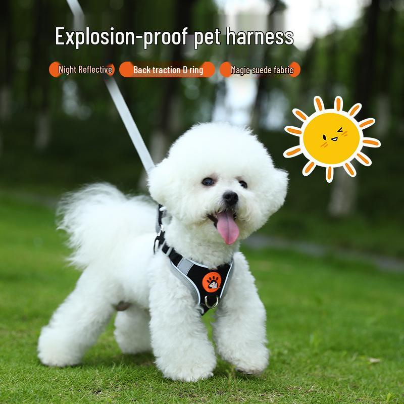 Explosionssichere stoßdämpfende Hundeleine & Geschirr für kleine Rassen