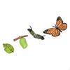 Animal Growth Cycle Figures Biology Educational Model for Ages 3-6 Christmas Gift Realistic Teaching