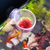 Plant Cup Pot Acrylic Aquatic Plant Cup Aquarium Decoration with Suction Holder Water Potted Planting Cup Aquarium Feeding Tool