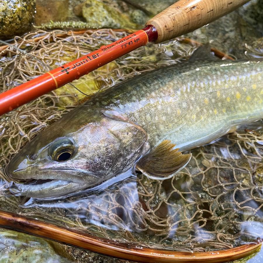 Jointer x Campanella Stream Trekking Special Rod for Mountain Headwater and Mountain Fishing [Dark Orange] 7'5" #3 6-Piece Headwaters, Streams,