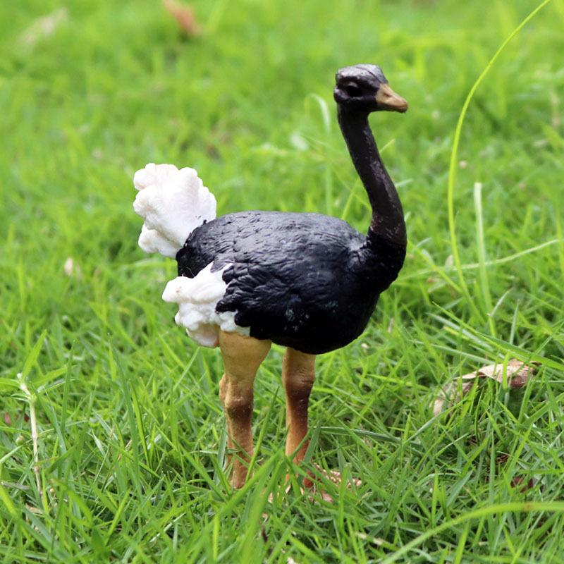 Oenux Garden Bird Figurines Common Ostrich Struthio Animals Model PVC Action Figures Collection Toys For Kids Birthday Gift