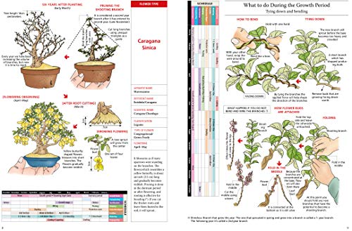 Introduction To Bonsai: The Complete Illustrated Guide for Beginners (with Monthly Growth Schedules and Over 2,000 Illustrations)
