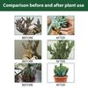 Fertilizzanti Spray Professionali per Cactus Nebulizzazione per Giardinaggio Miscela Delicata Nebulizzazione per la Salute Nutrienti per la Crescita delle Foglie