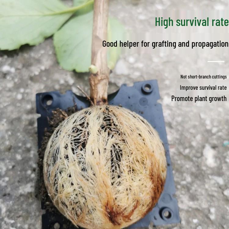 Tree Branch High-Altitude Grafting & Rooting Ball