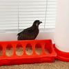 Feeding Equipment for Pet Birds Including A Waterer and Trough for Pigeons, Parrots, Chickens, Chicks, and Ducks, Sold As A Single Piece