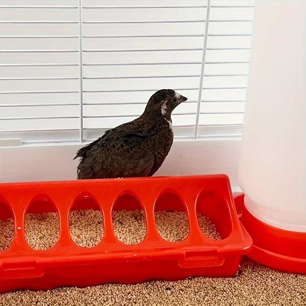 Feeding Equipment for Pet Birds Including A Waterer and Trough for Pigeons, Parrots, Chickens, Chicks, and Ducks, Sold As A Single Piece