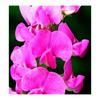 Yodeyma Poetic Eau de Parfum for Women 100ml
