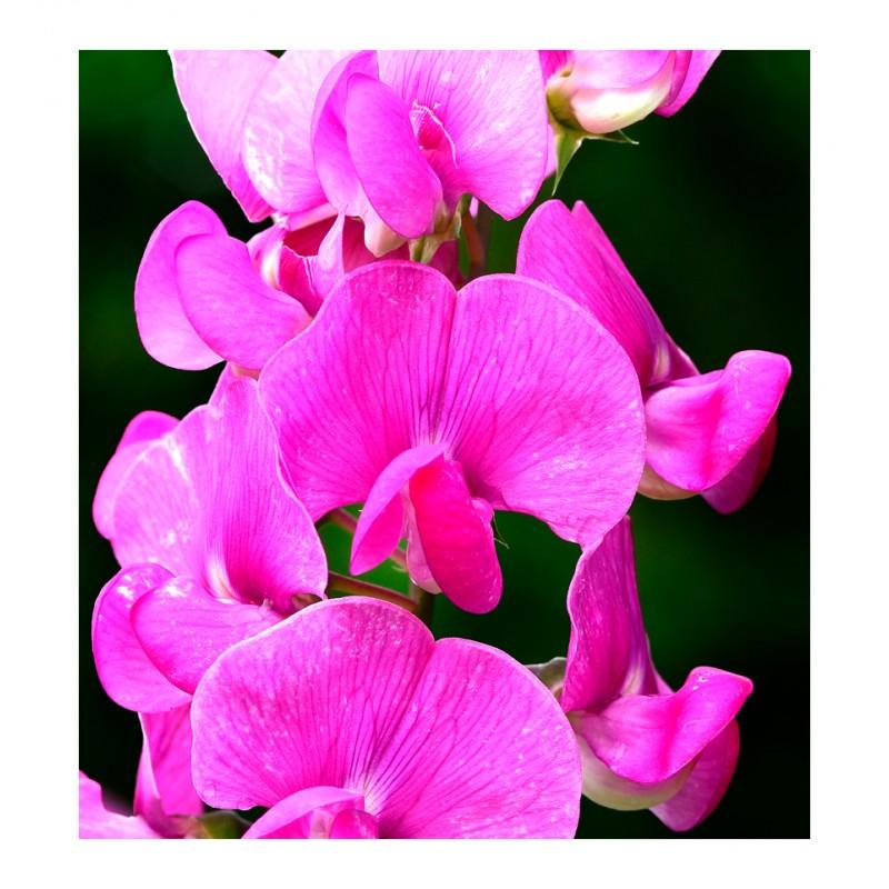 Yodeyma Poetic Eau de Parfum for Women 100ml
