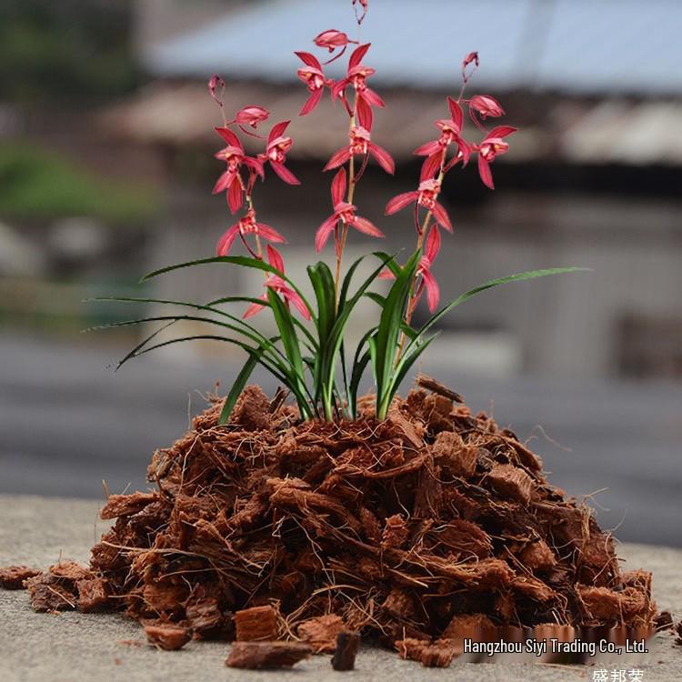 Orchid Nutrient Soil: Small Coconut Husk Bricks & Coarse Fiber for Phalaenopsis/Dendrobium Growing Medium