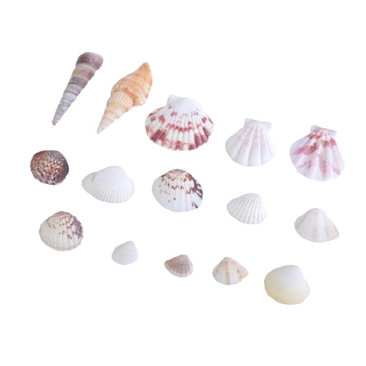 Floating Seashells Display Box Large-capacity Seashells Decorative Storage Box for Home and Beach Decoration