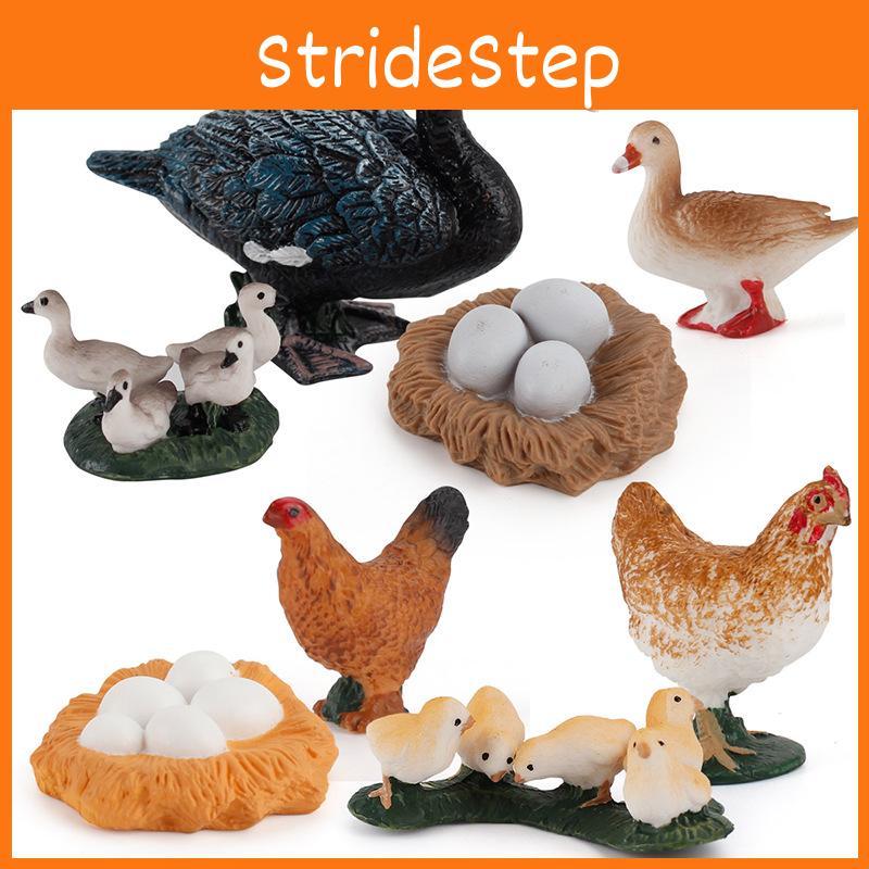 Static Poultry Animal Model With Incubation Process Display For Kids Educational Toy