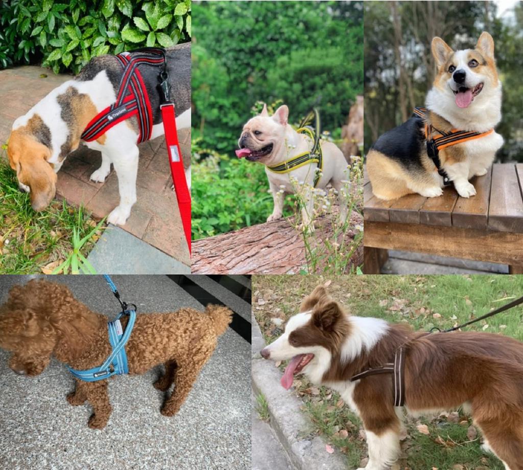 cocomall Dog TRUE LOVE Japan Authorized Dog Dog Pet Harness 3M Reflective For and Large Suitable for Summer Throat-Friendly Harness, Store, Harness,